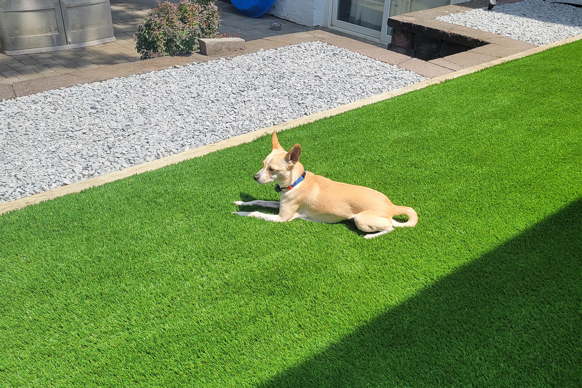 Pet-friendly artificial turf installation in Fort Worth TX for dog owners